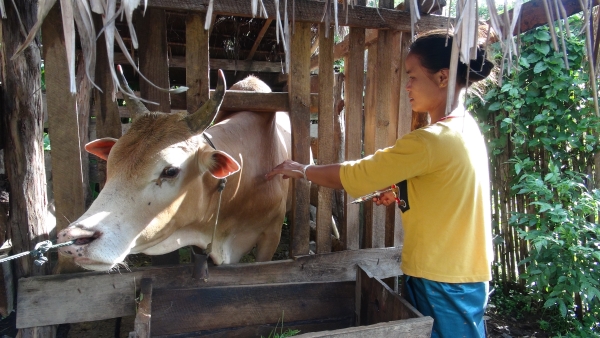 Injecting a cow